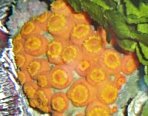 Marine Coral Caresheets