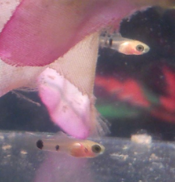 Platy Fry dying suddenly [Tropical Help and Advice] Fishkeeping