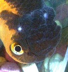 Wen growth spots on my Oranda