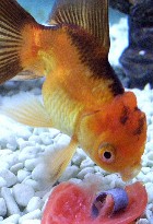 Yum! Bunker the Chocolate Oranda eating a tomato