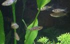 ZEBRA and KYATHIT SPOTTED DANIOS