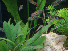 zebra and kyathit spotted danios