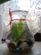 Hyacinth/Tulip vase 2