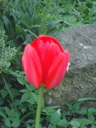 Tulip in York