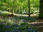 Bluebells in a wood, nr Polstead, Suffolk