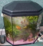 Linsay's Rena Tank
