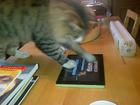 Gordon demonstrating Paint for Cats App