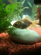 What goldfish is this? Help please!? X