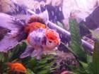 My beautiful Oranda, Pumpkin!!