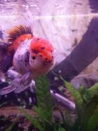 My beautiful Oranda, Pumpkin!!
