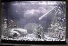 My little fish tank