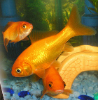 Hegfish's Goldfish