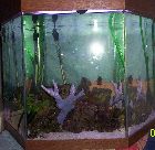 this is what my fish tank looks like.its six sided.